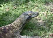 Insiden Horor! Bayi Baru Lahir Dimangsa Biawak di Pusat Wisata Thailand, Petualangan Berbahaya bagi Turis