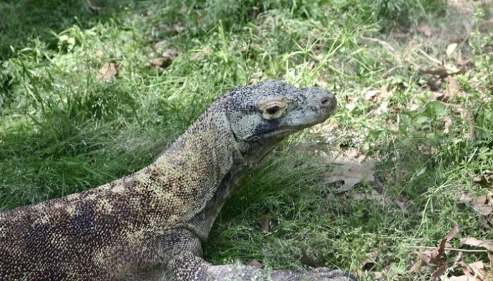 Insiden Horor! Bayi Baru Lahir Dimangsa Biawak di Pusat Wisata Thailand, Petualangan Berbahaya bagi Turis