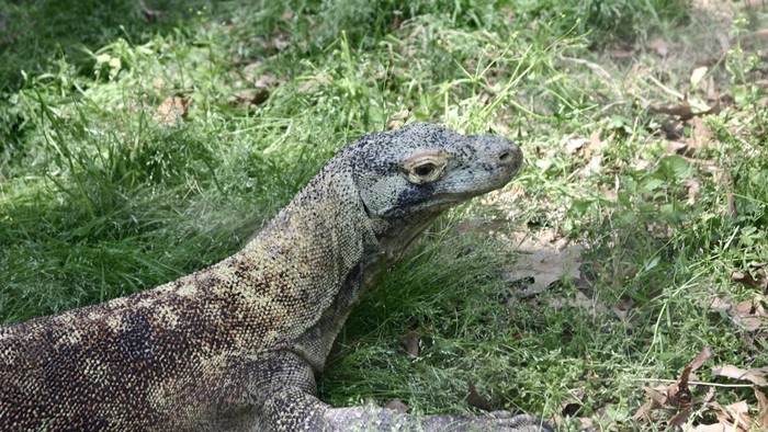 Insiden Horor! Bayi Baru Lahir Dimangsa Biawak di Pusat Wisata Thailand, Petualangan Berbahaya bagi Turis