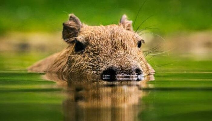**Seperti di Film-film, 3 Kapibara Kabur dari Kebun Binatang Zhuyuwan, Yangzhou**