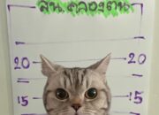 **Gemas! Kucing Nakal Gigit Polisi, Langsung Ditangkap dan ‘Dipenjara’ – Menikmati Pesona Thailand dengan Cerita Seru!**