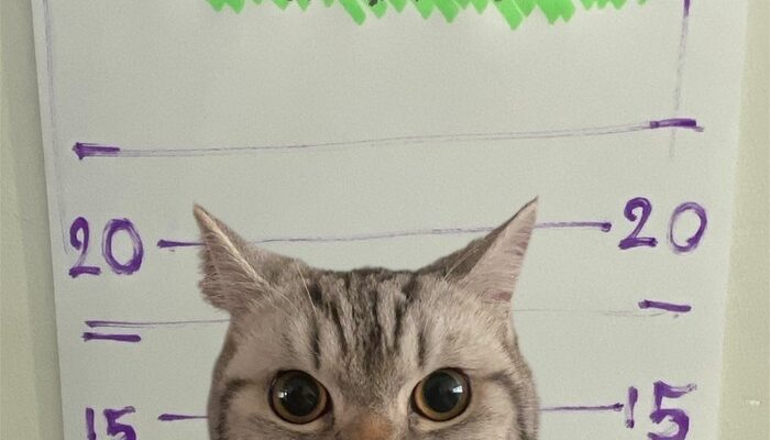 **Gemas! Kucing Nakal Gigit Polisi, Langsung Ditangkap dan ‘Dipenjara’ – Menikmati Pesona Thailand dengan Cerita Seru!**