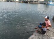 **Wuiih… Ubur-ubur Muncul di Pelabuhan Mayangan Probolinggo, Pesona Alam yang Tidak Bisa Dilewatkan!**