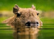 **Kapibara Hilang dari Kebun Binatang Zhuyuwan, Netizen Berbondong-bondong Bantu Cari!**