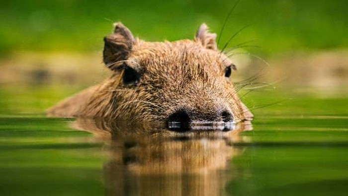 **Kapibara Hilang dari Kebun Binatang Zhuyuwan, Netizen Berbondong-bondong Bantu Cari!**