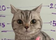 “Kucing Ditangkap Polisi Bikin Netizen Meleleh, Jadwal Long Weekend Mei: Kenapa Hewan Peliharaan Jadi Sorotan di Liburan Ini?”