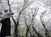 Jepang Diterpa Rumor Gempa Besar, Turis-Turis Batalkan Liburan: Apakah Anda Mau Menjelajahi Negeri Sakura dengan Aman?