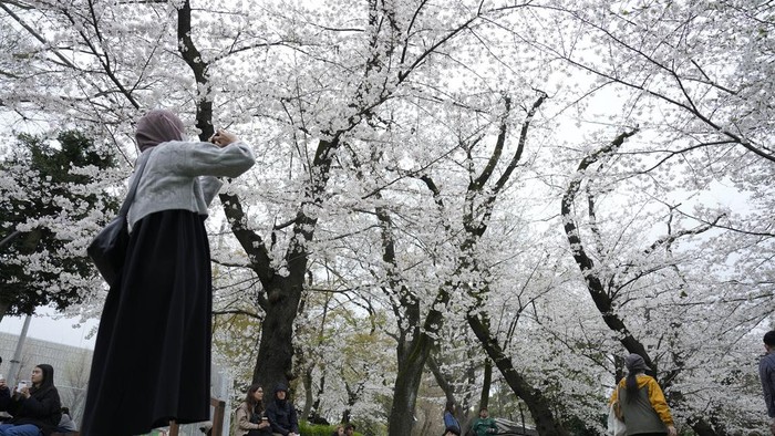 Jepang Diterpa Rumor Gempa Besar, Turis-Turis Batalkan Liburan: Apakah Anda Mau Menjelajahi Negeri Sakura dengan Aman?