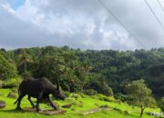 Kebun Raya Kuningan: Oase Nyata di tengah Hektiknya Ibukota
