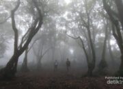 **Kisah Para Pendaki yang Tersesat di Gunung-gunung Jawa Barat: Petualangan dan Perjuangan**