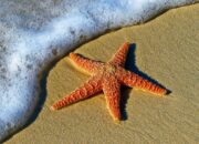 **Malaysia Tegas, Wisatawan Perusak Laut Diganjar Sanksi: Petualangan di Sabah yang Berarti**