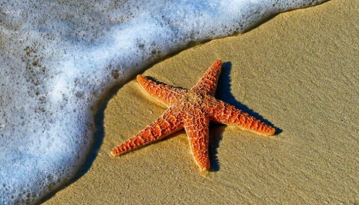 **Malaysia Tegas, Wisatawan Perusak Laut Diganjar Sanksi: Petualangan di Sabah yang Berarti**