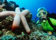 **Diving Tanpa Pengawasan di Pulau Sipadan: Tragedi yang Mencengangkan Turis**