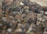 Koper Berisik Bongkar: Aksi Turis China Selundupkan Ribuan Kelomang, Satu Insiden yang Guncangkan Dunia Travel!