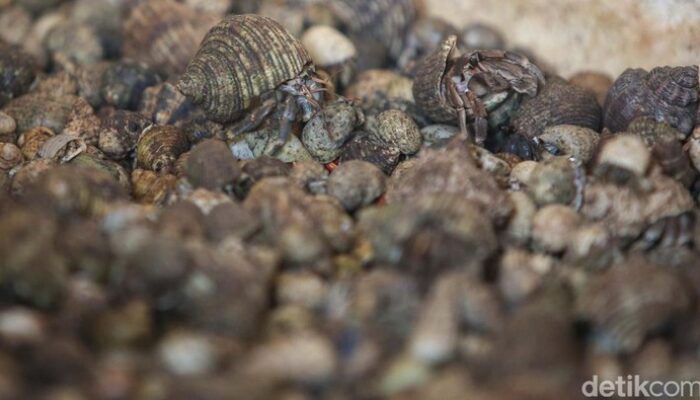 Koper Berisik Bongkar: Aksi Turis China Selundupkan Ribuan Kelomang, Satu Insiden yang Guncangkan Dunia Travel!