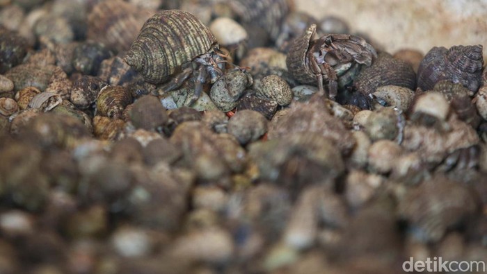 Koper Berisik Bongkar: Aksi Turis China Selundupkan Ribuan Kelomang, Satu Insiden yang Guncangkan Dunia Travel!