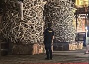 **Demi Goda Perempuan di Taman, Pria Mabuk Panjat Lengkungan Tanduk Rusa di Jackson Hole**