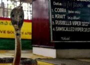 “In This Village, Humans Live Side by Side with Cobras”