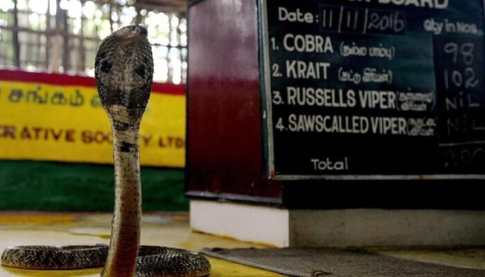 “In This Village, Humans Live Side by Side with Cobras”