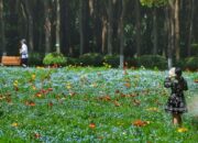 Taman-taman Kota di Negara Lain yang Buka 24 Jam: Tempat Bermain Malam Hari?