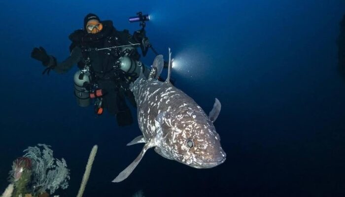 **Dunia Geger, Ikan Purba Coelacanth Muncul di Maluku Utara: Sebuah Perjalanan ke Eksotisnya Laut Indonesia**