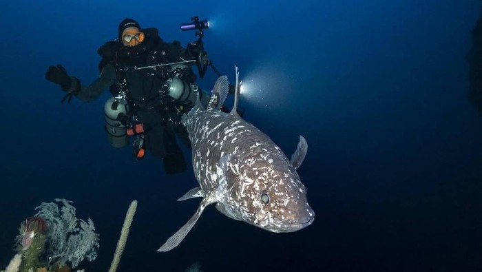**Dunia Geger, Ikan Purba Coelacanth Muncul di Maluku Utara: Sebuah Perjalanan ke Eksotisnya Laut Indonesia**