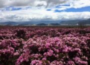 “Bunga Rhododendron Menyusut, Pariwisata Nepal Terancam”
