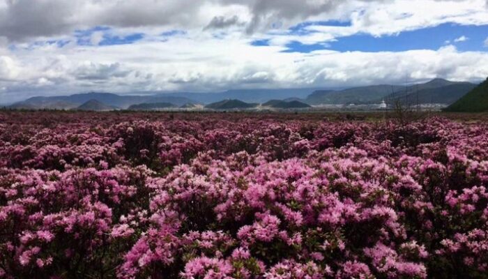 “Bunga Rhododendron Menyusut, Pariwisata Nepal Terancam”