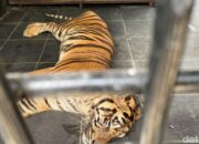 “Sedih, Si Uni Mati di Taman Rimba Jambi: Tragedi yang Mengguncangkan Dunia Travel”