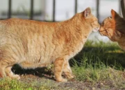 **Kucing Ekor Bundel, Mitos Kebahagiaan di Nagasaki**