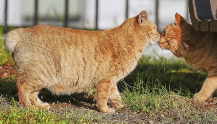 **Kucing Ekor Bundel, Mitos Kebahagiaan di Nagasaki**