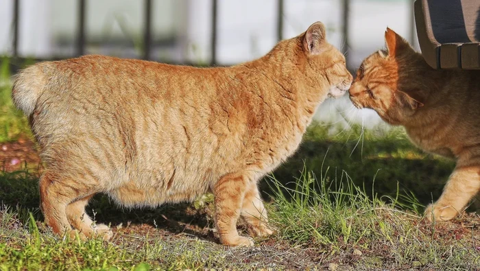 **Kucing Ekor Bundel, Mitos Kebahagiaan di Nagasaki**