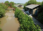 **Mina Mangrove di Pati: Destinasi Eksotis yang Diterjang Banjir Rob**