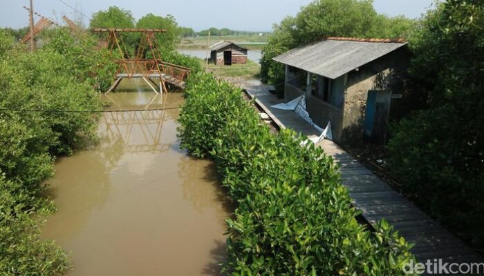 **Mina Mangrove di Pati: Destinasi Eksotis yang Diterjang Banjir Rob**