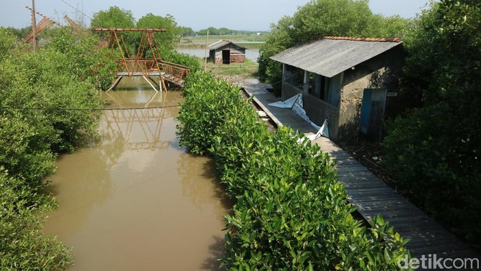 **Mina Mangrove di Pati: Destinasi Eksotis yang Diterjang Banjir Rob**