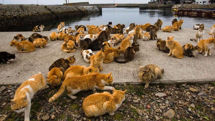 Pulau Kucing di Kepulauan Seribu: Solusi Kreatif atau Perjudian atas Nama Wisata?