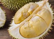 Durian di Hotel: Kisah Turis yang Membuat Pariwisata Berdebar!