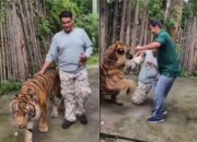 Tiger Kingdom Phuket Bantah Harimaunya Serang Turis yang Selfie – Update 1