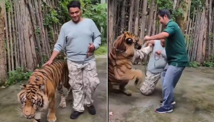 Tiger Kingdom Phuket Bantah Harimaunya Serang Turis yang Selfie – Update 1
