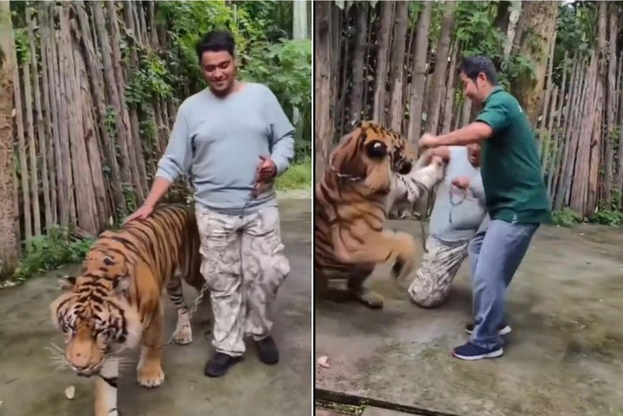 Tiger Kingdom Phuket Bantah Harimaunya Serang Turis yang Selfie - Update 1