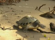 Usaha Menyelamatkan Tuntong Laut, Spesies Langka yang Terancam Punah – Update 1