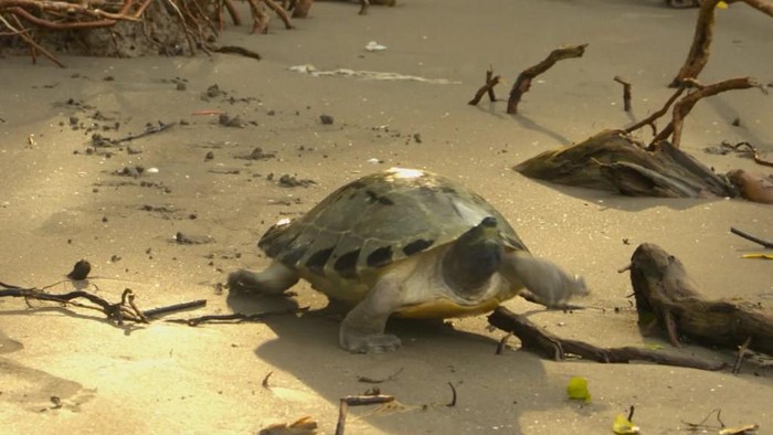 Usaha Menyelamatkan Tuntong Laut, Spesies Langka yang Terancam Punah - Update 1