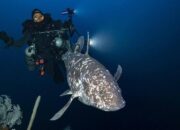 Upaya Tim Peneliti Selamatkan Ikan Purba Coelacanth yang Sangat Langka – Update 1