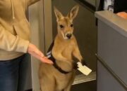 **Viral Kanguru Bingung di Bandara Australia, Real atau AI?**