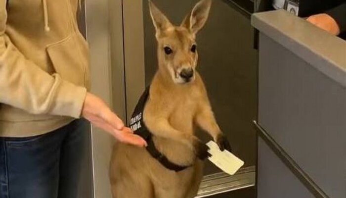 **Viral Kanguru Bingung di Bandara Australia, Real atau AI?**