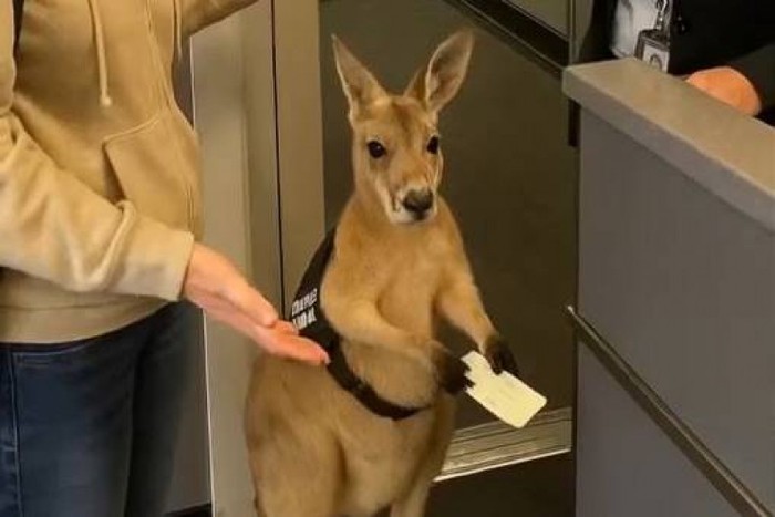 **Viral Kanguru Bingung di Bandara Australia, Real atau AI?**