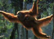 **Selamat Datang di Dunia Eksotis: Cegah Kepunahan Orang Utan Tapanuli di Batang Toru**