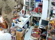 **Gajah Liar Mencuri Perhatian di Minimarket Thailand, Pilih Camilan dengan Nyaman**