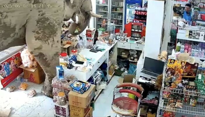 **Gajah Liar Mencuri Perhatian di Minimarket Thailand, Pilih Camilan dengan Nyaman**
