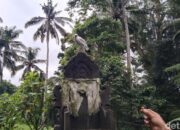 “Di Kampung Ini, Jalak Bali Dikonservasi dengan Adat, Gotong-Royong, dan Keajaiban Warga”